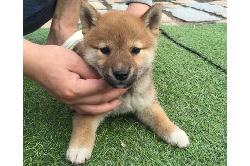 成約済の長崎県の柴犬-9973の1枚目