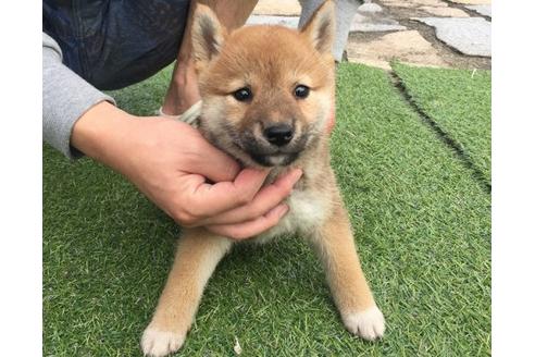成約済の長崎県の柴犬-9973の3枚目