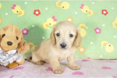 成約済の兵庫県のミニチュアダックスフンド-11794の1枚目