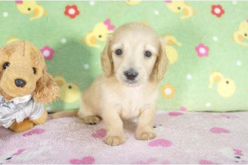 成約済の兵庫県のミニチュアダックスフンド-11794の2枚目