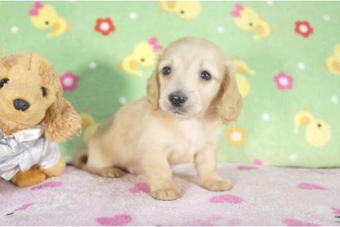 成約済の兵庫県のミニチュアダックスフンド-11794の3枚目