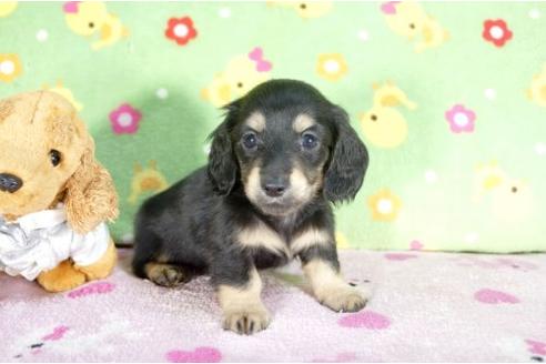 成約済の兵庫県のミニチュアダックスフンド-11795の1枚目