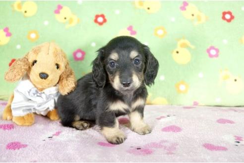 成約済の兵庫県のミニチュアダックスフンド-11795の2枚目