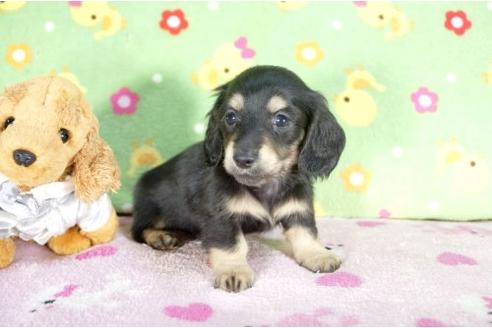 成約済の兵庫県のミニチュアダックスフンド-11795の3枚目