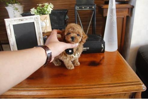 成約済の埼玉県のトイプードル-11824の1枚目