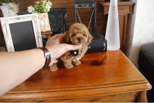 成約済の埼玉県のトイプードル-11824の2枚目