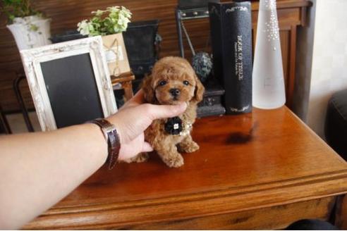 成約済の埼玉県のトイプードル-11824の3枚目