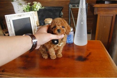 成約済の埼玉県のトイプードル-11825の1枚目