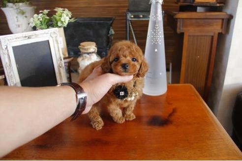 成約済の埼玉県のトイプードル-11825の2枚目