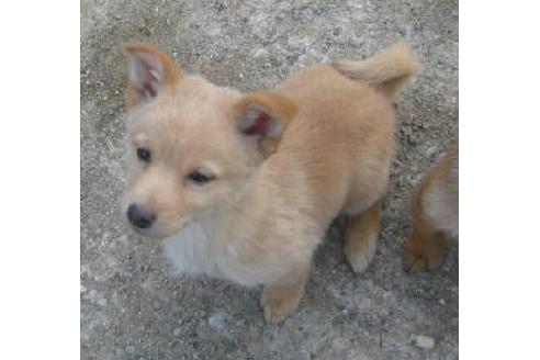 成約済の岐阜県のミックス犬-11831の1枚目