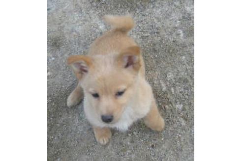 成約済の岐阜県のミックス犬-11831の2枚目