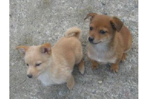 成約済の岐阜県のミックス犬-11831の3枚目