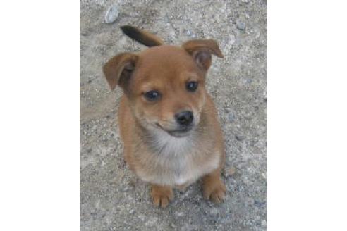 成約済の岐阜県のミックス犬-11832の1枚目