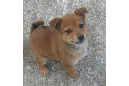 成約済の岐阜県のミックス犬-11832の2枚目