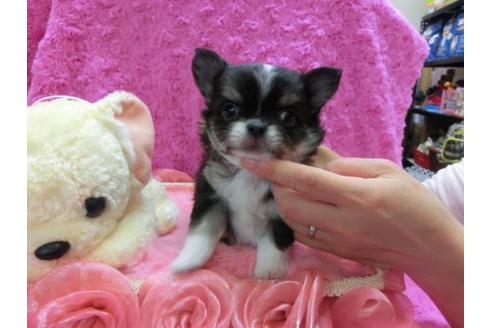 成約済の京都府のチワワ-11861の1枚目