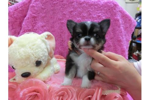 成約済の京都府のチワワ-11861の2枚目