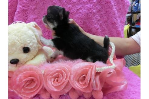 成約済の京都府のチワワ-11861の3枚目