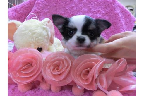 成約済の京都府のチワワ-11862の1枚目