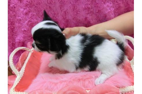 成約済の京都府のチワワ-11862の2枚目