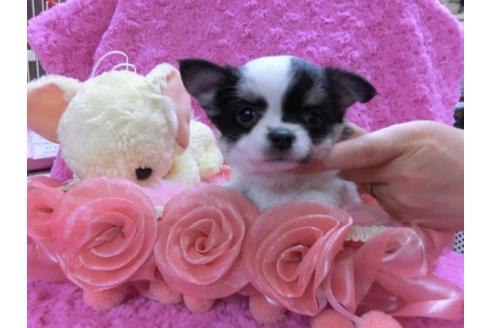 成約済の京都府のチワワ-11862の3枚目