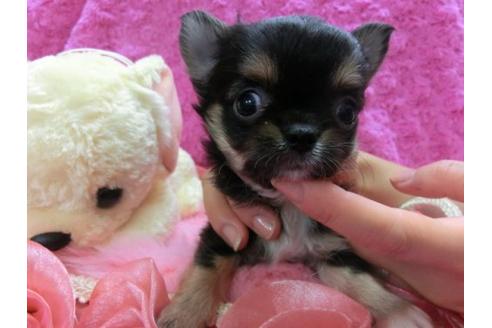 成約済の京都府のチワワ-11863の1枚目