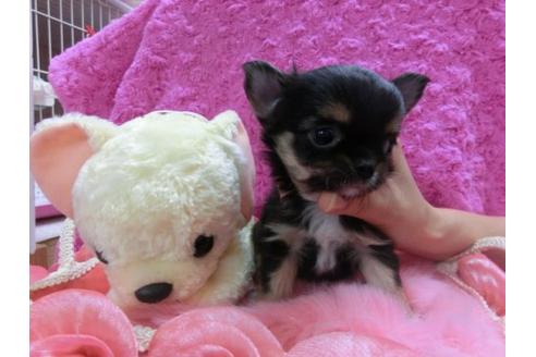 成約済の京都府のチワワ-11863の2枚目