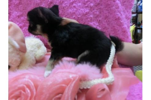 成約済の京都府のチワワ-11863の3枚目