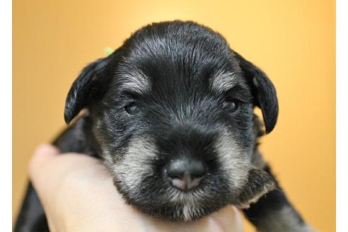 成約済の千葉県のミニチュアシュナウザー-10779の3枚目