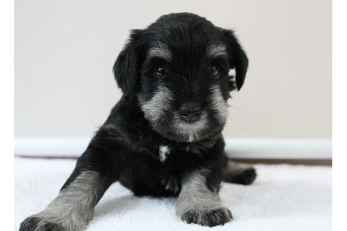 成約済の千葉県のミニチュアシュナウザー-10779の2枚目