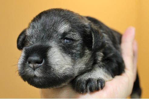 成約済の千葉県のミニチュアシュナウザー-10777の2枚目