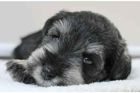 成約済の千葉県のミニチュアシュナウザー-10777の1枚目