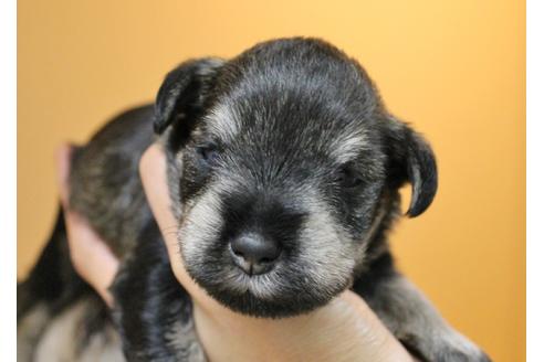 成約済の千葉県のミニチュアシュナウザー-10780の2枚目