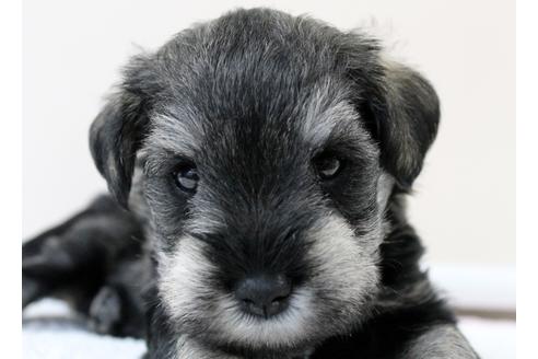 成約済の千葉県のミニチュアシュナウザー-10780の1枚目