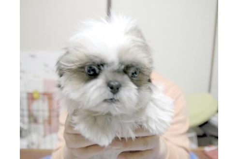 成約済の埼玉県のシーズー-10454の2枚目