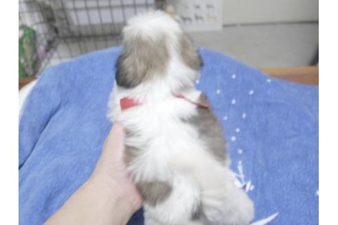 成約済の埼玉県のシーズー-10454の3枚目
