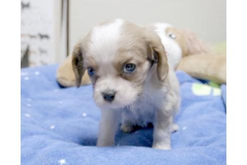 成約済の埼玉県のキャバリアキングチャールズスパニエル-11656の3枚目
