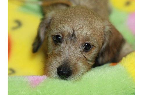 成約済の愛知県のカニンヘンダックスフンド-11876の3枚目