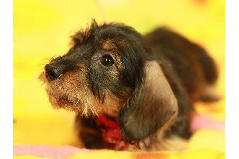 成約済の愛知県のカニンヘンダックスフンド-11879の1枚目