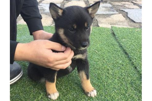 成約済の長崎県の柴犬-10340の2枚目