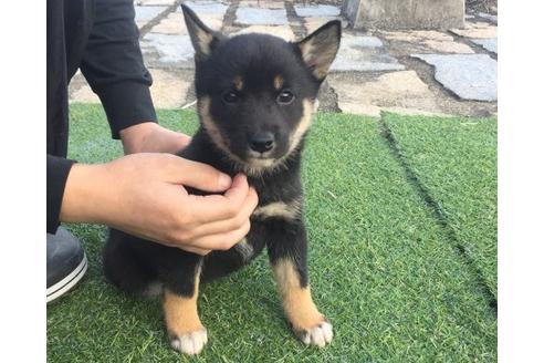 成約済の長崎県の柴犬-10340の3枚目