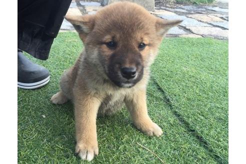 成約済の長崎県の柴犬-9971の1枚目