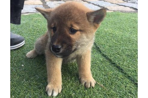 成約済の長崎県の柴犬-9971の3枚目