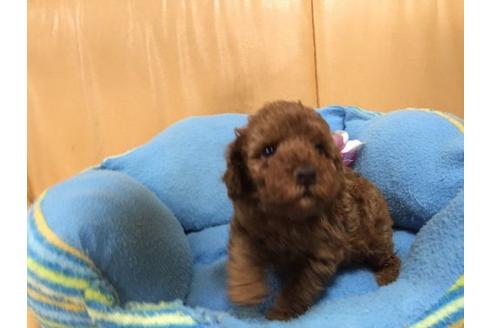 成約済の栃木県のトイプードル-11893の3枚目