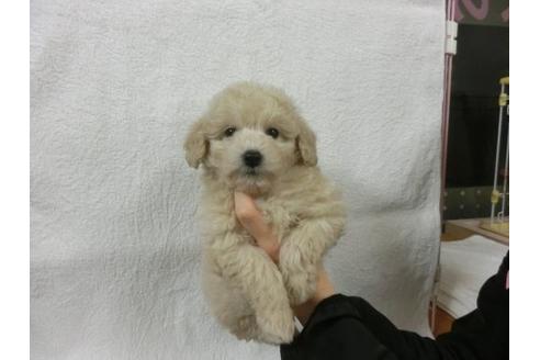 成約済の福岡県のトイプードル-11901の1枚目