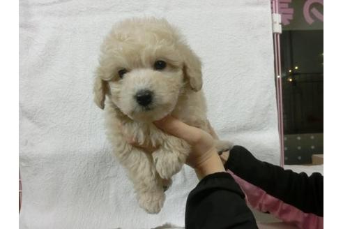 成約済の福岡県のトイプードル-11901の2枚目