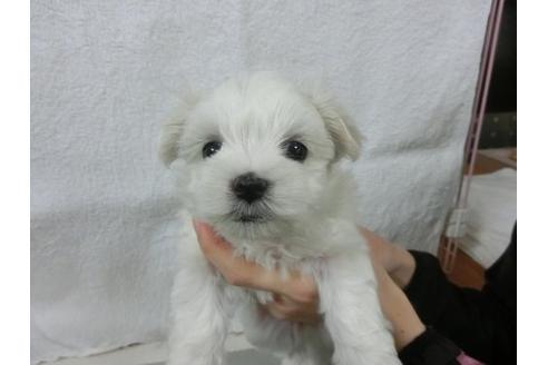 成約済の福岡県のマルチーズ-11902の2枚目