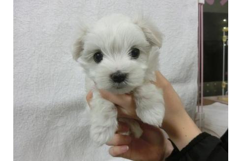 成約済の福岡県のマルチーズ-11902の3枚目