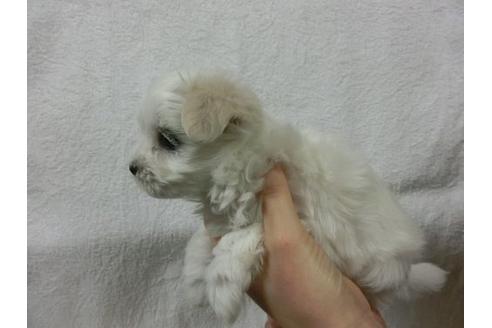 成約済の福岡県のマルチーズ-11902の1枚目