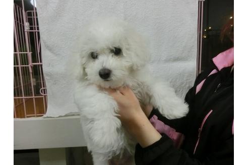 成約済の福岡県のビションフリーゼ-11903の1枚目