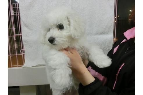 成約済の福岡県のビションフリーゼ-11903の2枚目